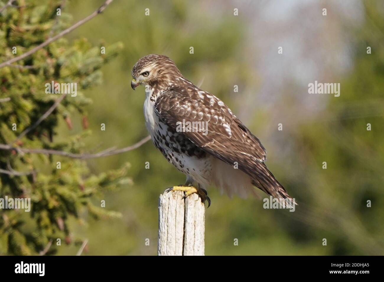 Falco coda rossa seduto su posta o in volo Foto Stock