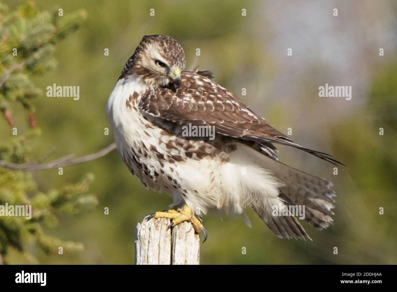 Falco coda rossa seduto su posta o in volo Foto Stock