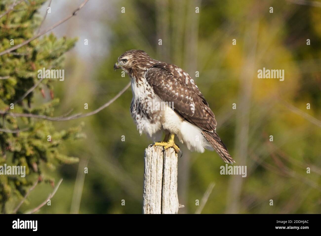 Falco coda rossa seduto su posta o in volo Foto Stock