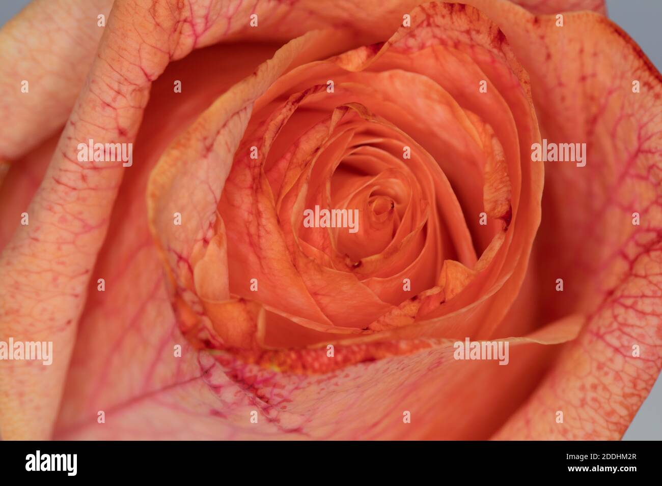 Rose Foto Stock