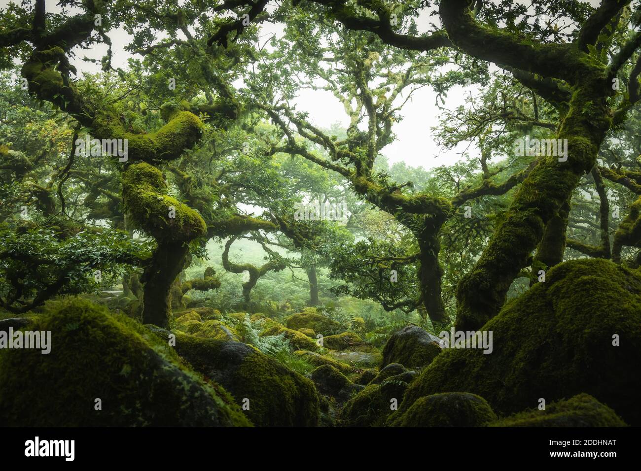 Wistmans Wood Dartmoor UK Foto Stock