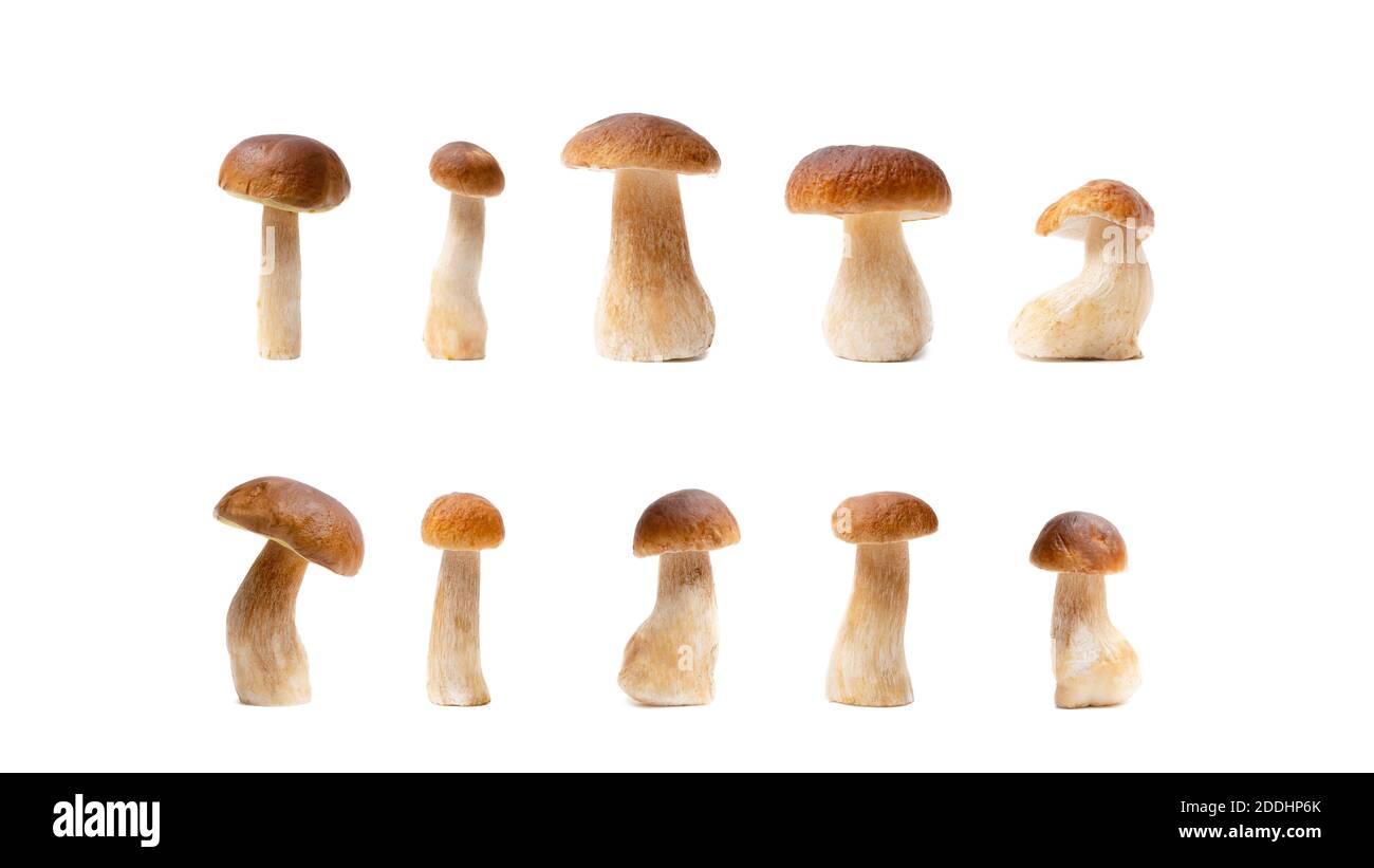 Set di Boletus Edulis con tappo marrone isolato su sfondo bianco. Varietà di funghi commestibili. Nessuno Foto Stock