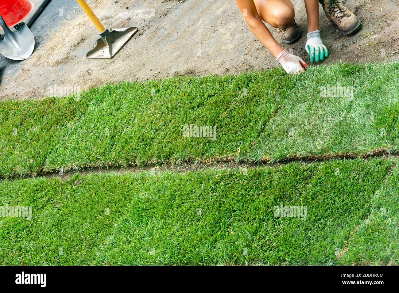 I lavoratori rotolano fuori le balle di erba nuova su un preparato trama di terra Foto Stock