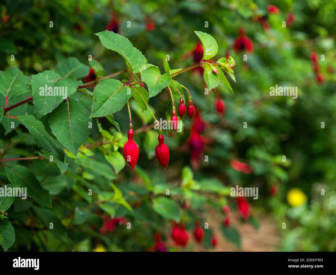 Grappolo di boccioli di fiori rossi nel bordo del giardino Foto Stock