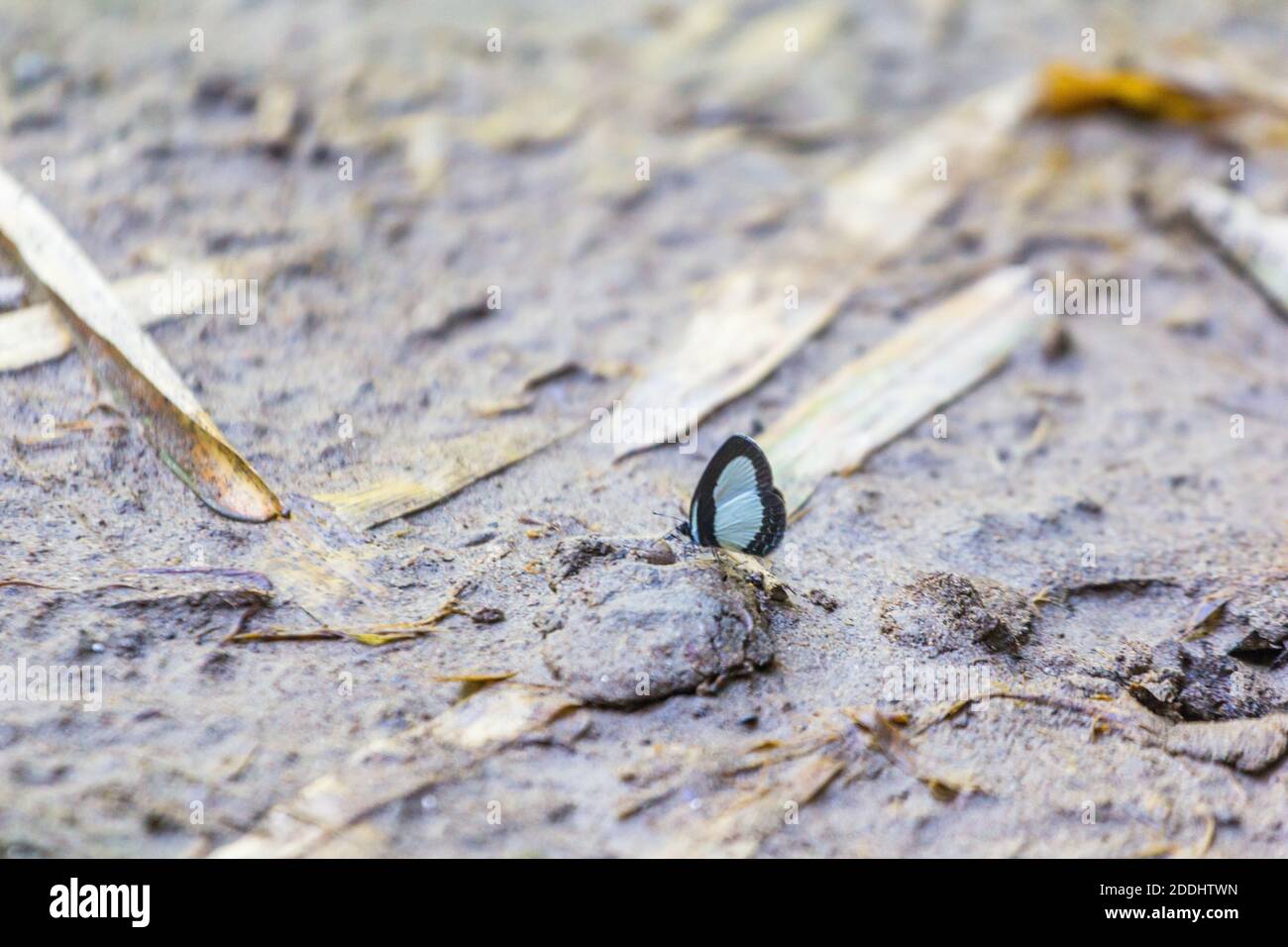 Un puddling di farfalle su terreno umido nel Parco Nazionale Bantimurung Bulusaraung a Sulawesi, Indonesia Foto Stock