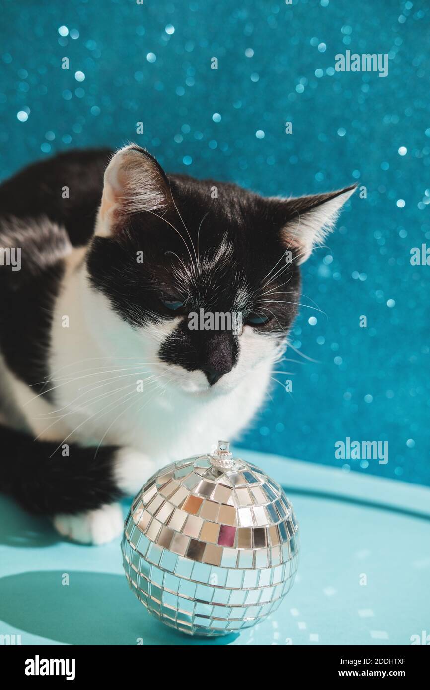 Divertente gatto smoking bianco e nero gioca con i giocattoli di Capodanno e Natale disco palla su sfondo blu. Natale con animali domestici, precauzioni Foto Stock