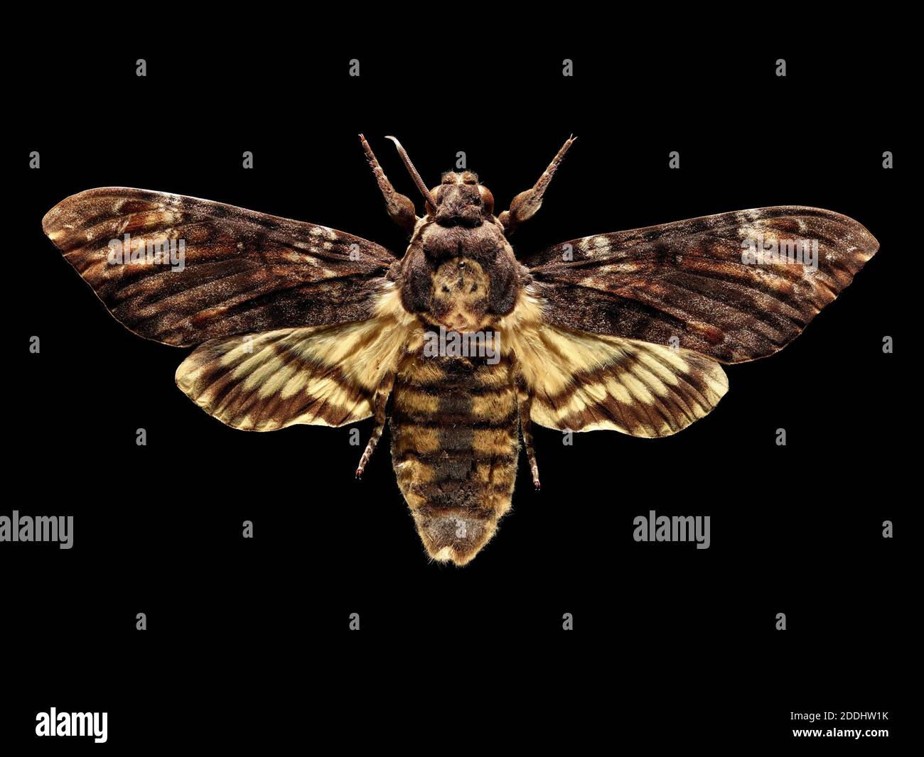 La testa della morte Hawk Moth, Acherontia atropos, Scienze naturali, Entomologia, Insect Foto Stock