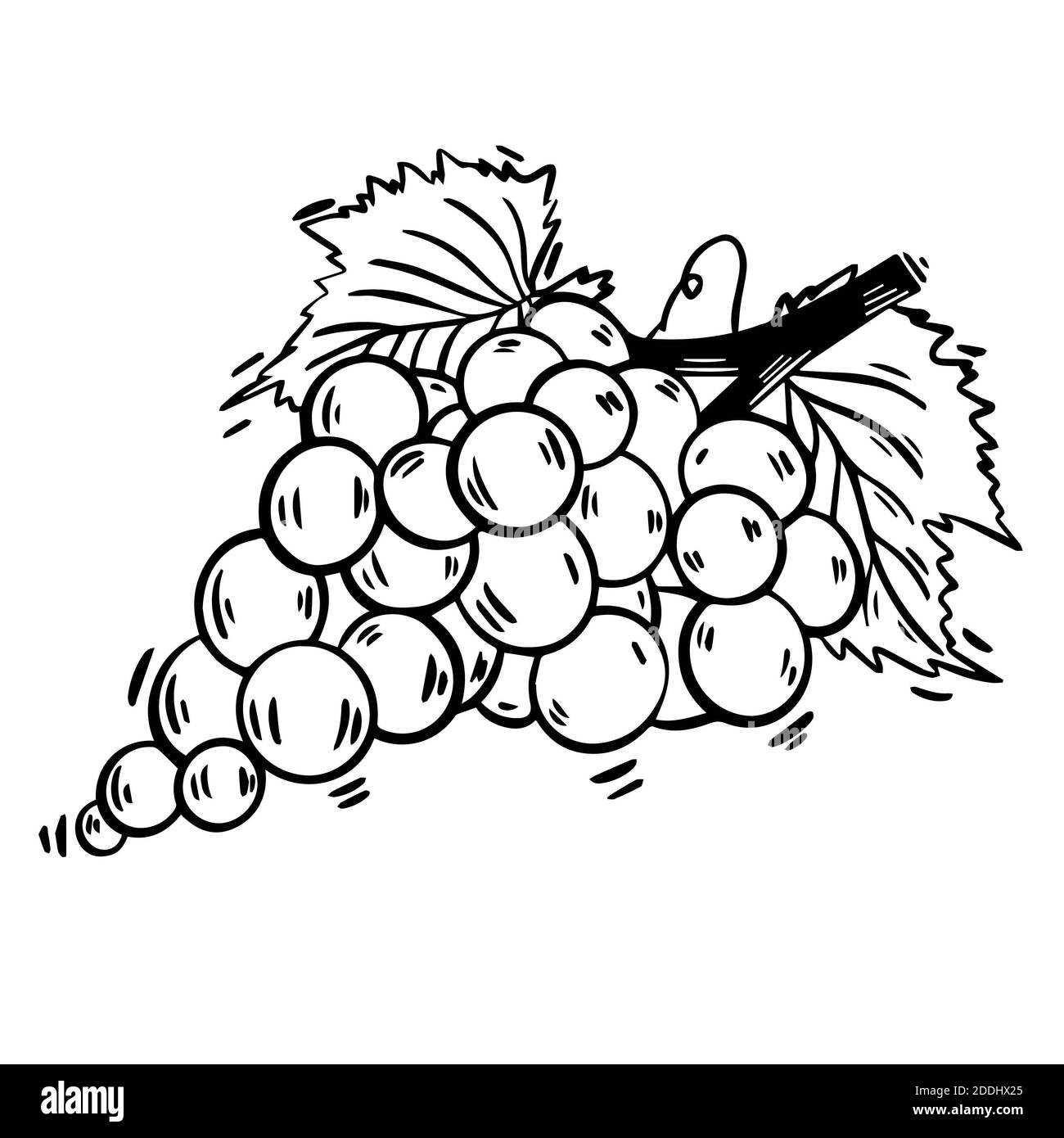 Illustrazione dello schizzo dell'uva disegnata a mano in bianco e nero. Schizzo monocromatico della linea vettoriale. La cabina deve essere usata nella decorazione del caffè, nell'imballaggio di cibo, Foto Stock