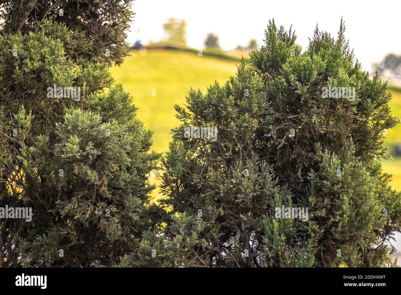 Albero decorativo e piante all'interno di un giardino botanico Foto Stock