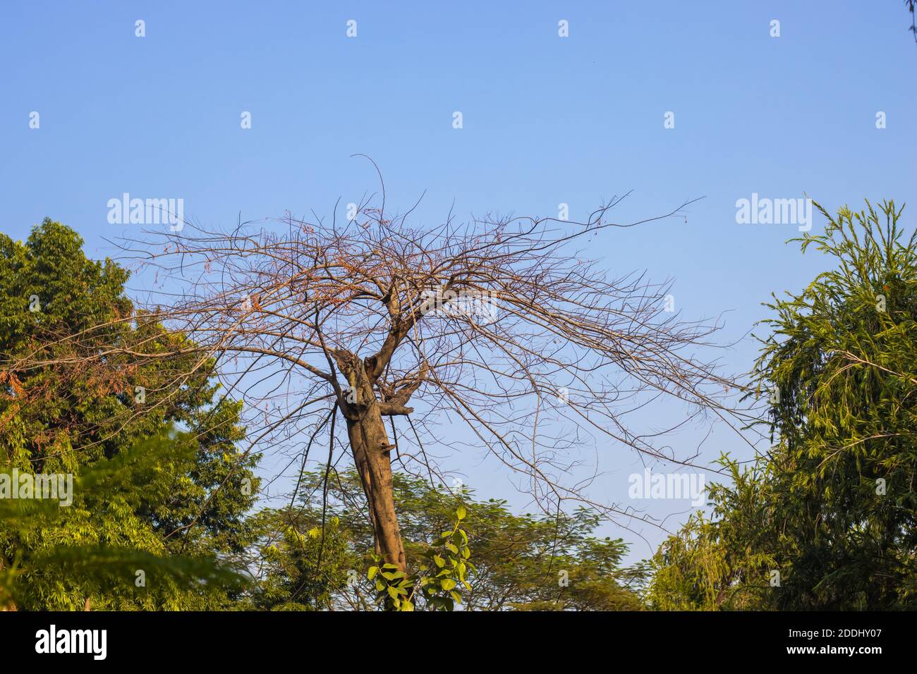 Albero morto asciutto all'interno di una foresta verde Foto Stock