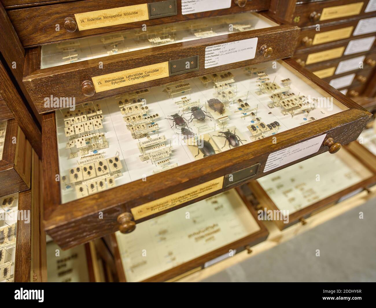 Cassetti contenenti esemplari di insetti, primo piano di un coleottero, Scienze naturali, Entomologia, Zoologia Foto Stock