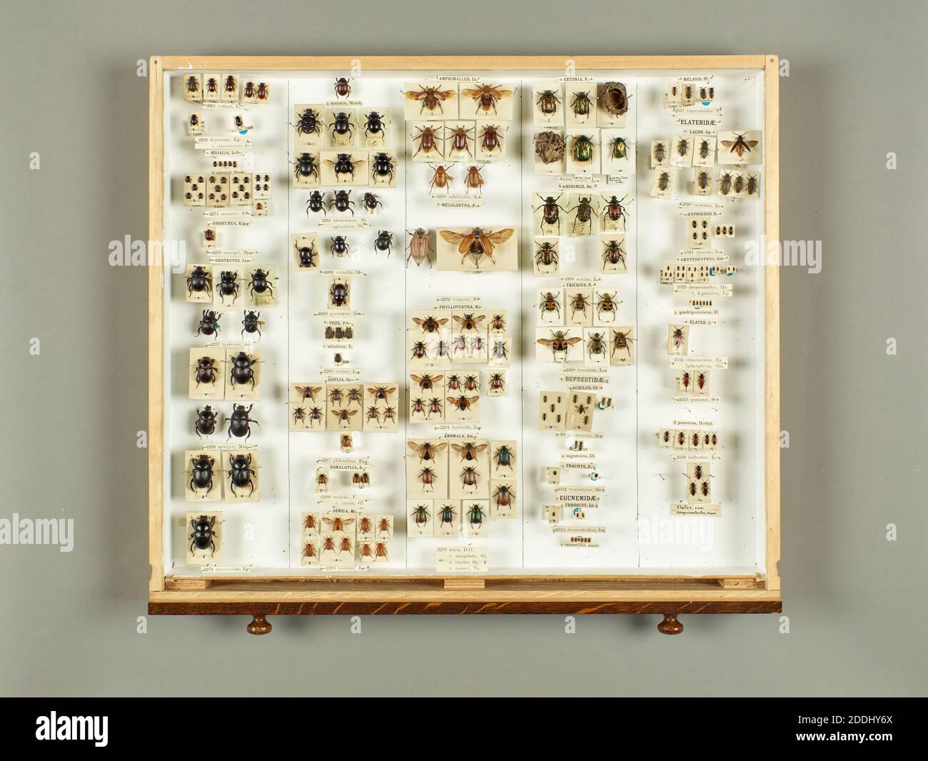 Cassetti contenenti esemplari di insetti, primo piano di un coleottero, Scienze naturali, Entomologia, Zoologia Foto Stock