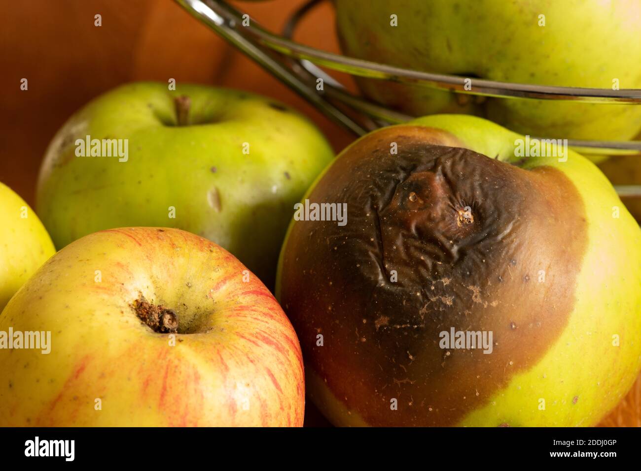 Cerotto bruno su bramley cottura mela crescita di Monilinia frutticola in una ciotola di frutta che sembra avere un viso brutto Foto Stock