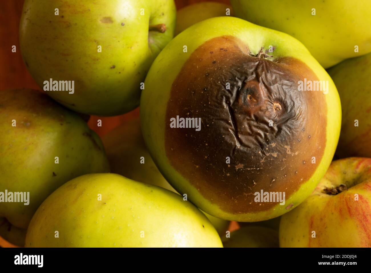 Cerotto bruno su bramley cottura mela crescita di Monilinia frutticola in una ciotola di frutta che sembra avere un viso brutto Foto Stock