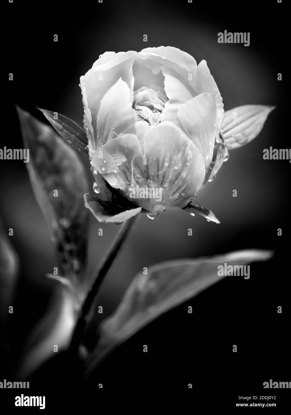 Fiore di peonia bianco e nero Foto Stock