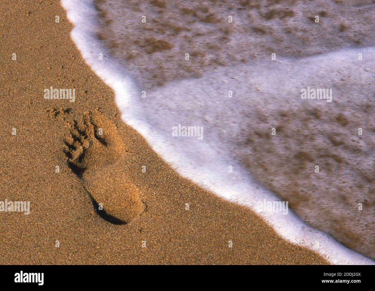 Footprint sulla spiaggia (scansionato da Fujichrome Velvia) Foto Stock