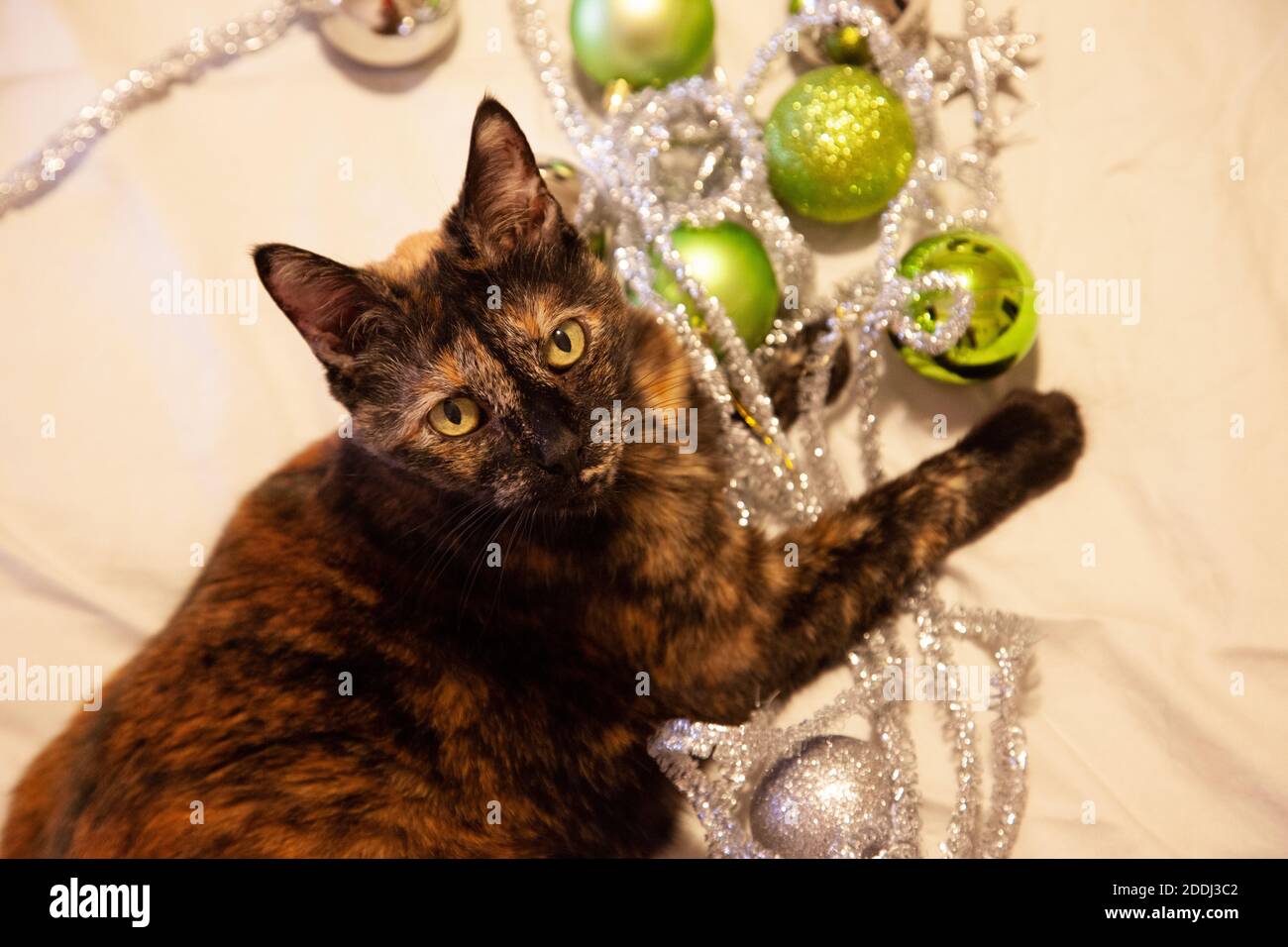 grazioso gattino catturato giocando tra gli ornamenti di festa e le corde d'argento Foto Stock