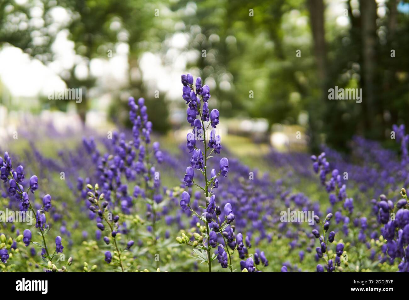 inflorescenze viola di aconite su sfondo sfocato Foto Stock