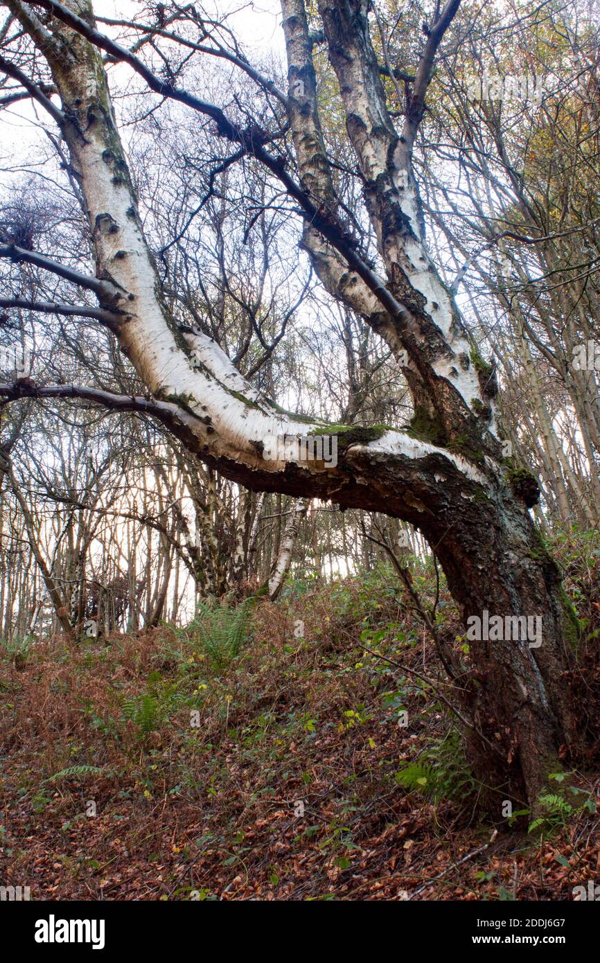 Tronco d'albero di betulla in argento, senza foglie, con macchie di muschio e corteccia testurizzata Foto Stock