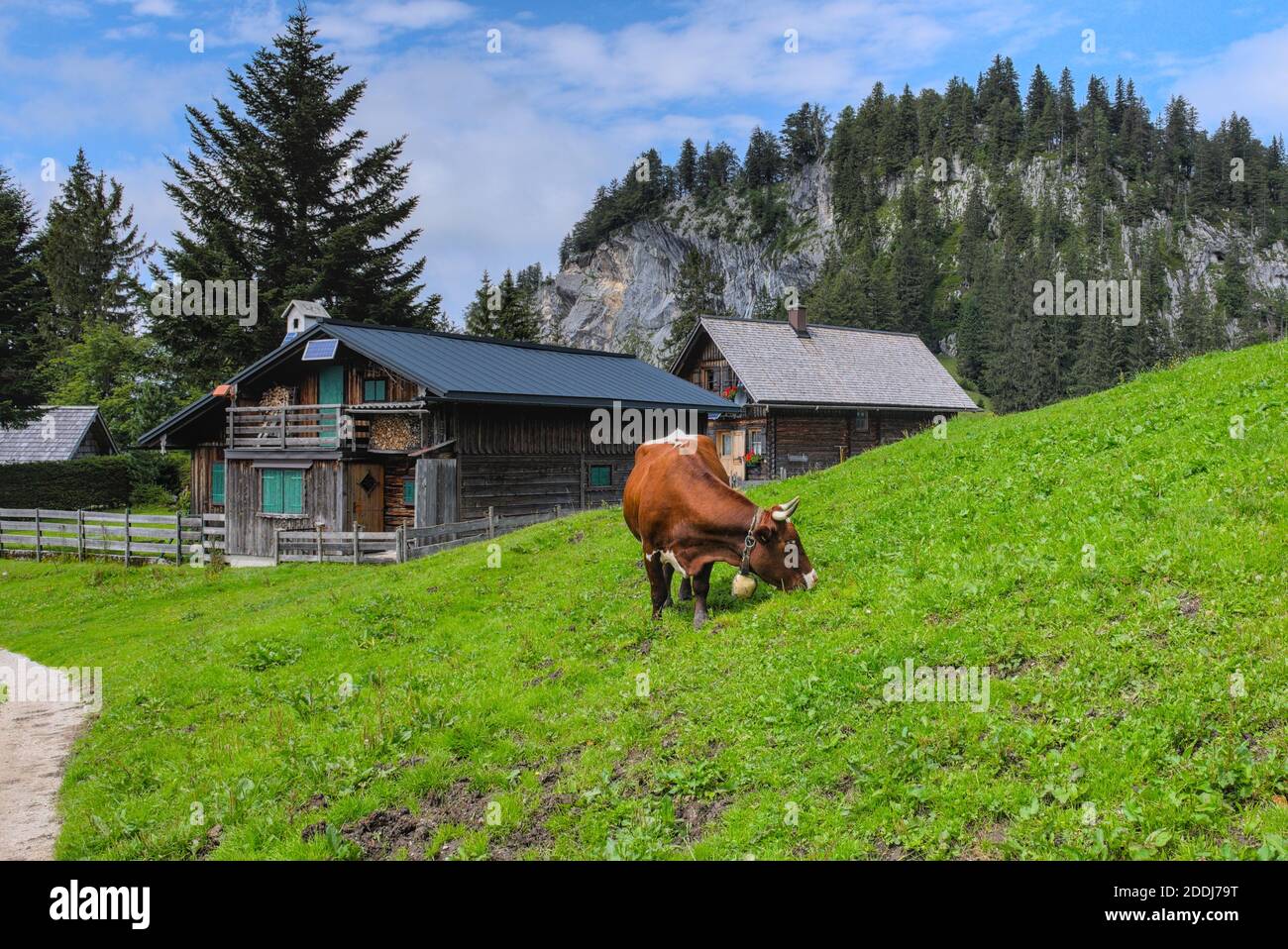 Gravende Kuh neben Hütten auf einer Alm Foto Stock