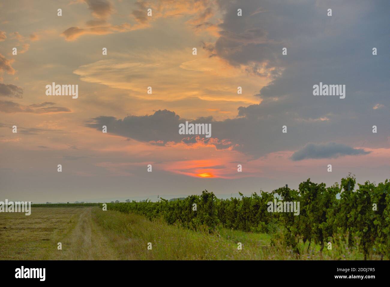 Weingarten bei Sonnenuntergang und Leuchtenden Wolken Foto Stock