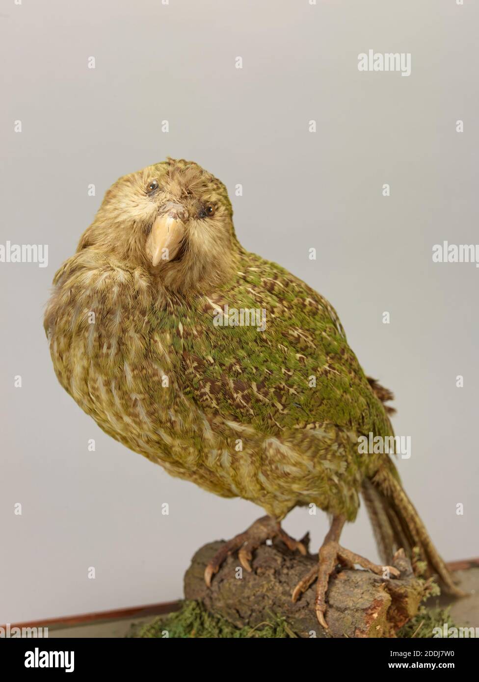 Kakapo, Strigops habroptilus il kakapo o pappagallo notturno, chiamato anche pappagallo di gufo, è una specie di pappagallo grande, senza luce, notturno, che vive al suolo della super-famiglia Strigopoidea, endemica della Nuova Zelanda ed è criticamente in pericolo., Scienze naturali, Zoologia, Taxidermy, Bird Foto Stock