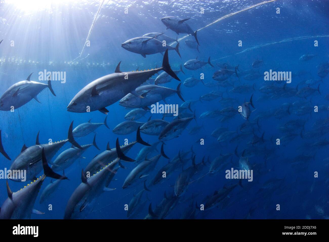 Tonno rosso dell'Atlantico pescato nella rete di pesca della senna. Mar Mediterraneo. Foto Stock