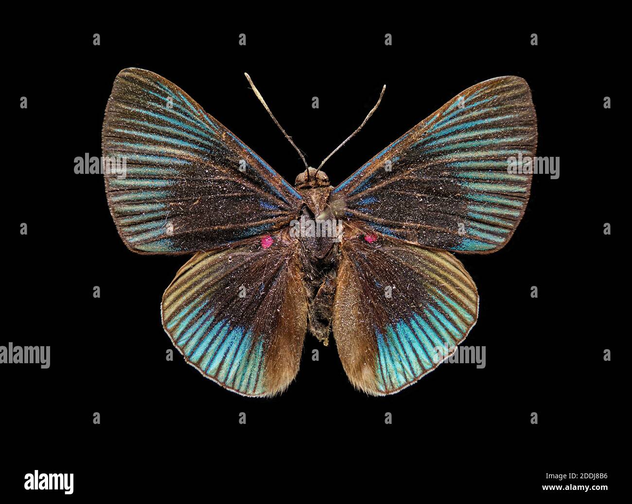 Butterfly, da Chanchamayo, Perù, Sud America, Scienze naturali, Entomologia, Insect Foto Stock