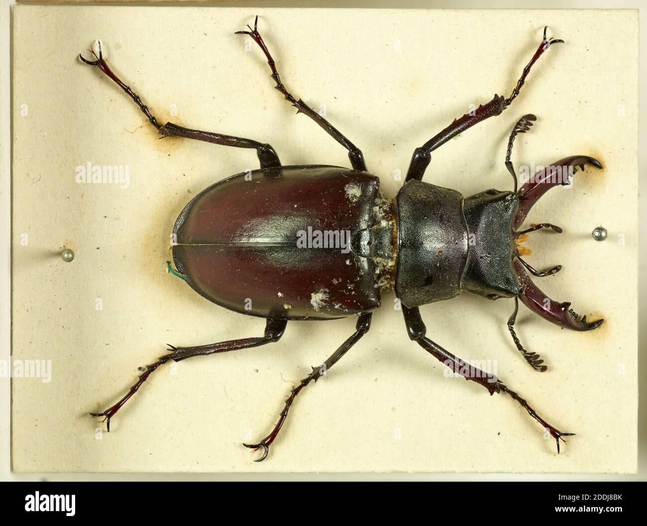 Storia. Cassetti contenenti campioni di insetti, Scienze naturali, Entomologia, Zoologia Foto Stock