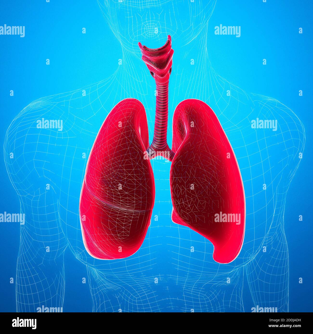 Anatomia umana, problemi con il sistema respiratorio, polmoni gravemente danneggiati. Polmonite bilaterale. Covid-19, coronavirus. Paziente e fumo. Fumatore. 3d Foto Stock