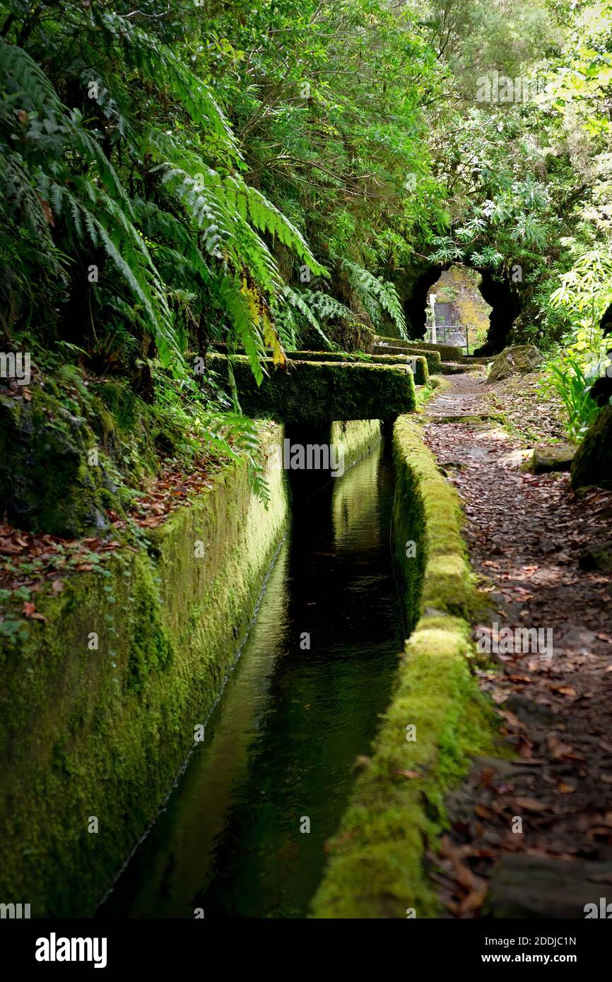 Canale (Levada) coperto di muschio nel mezzo della foresta pluviale dell'Isola di Madeira. Foto Stock