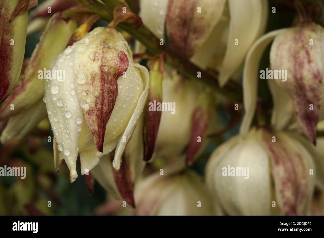 Una Yucca fiorente 'Vittorio Emanuele II'. Autunno in un giardino inglese Foto Stock