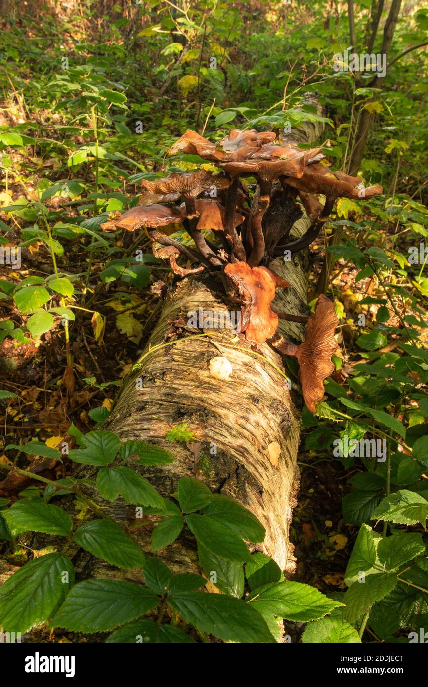 Funghi che eruttano da un tronco di un albero di uccello caduto, sinonimo di morte, malattia, riciclaggio e rinascita Foto Stock