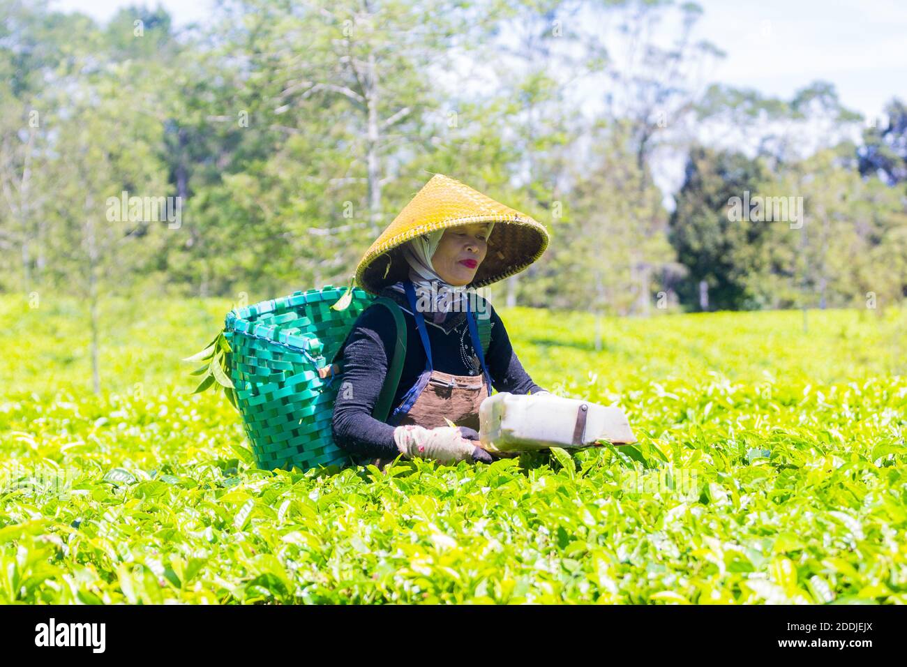 Raccolta del tè a Bandung, Indonesia Foto Stock