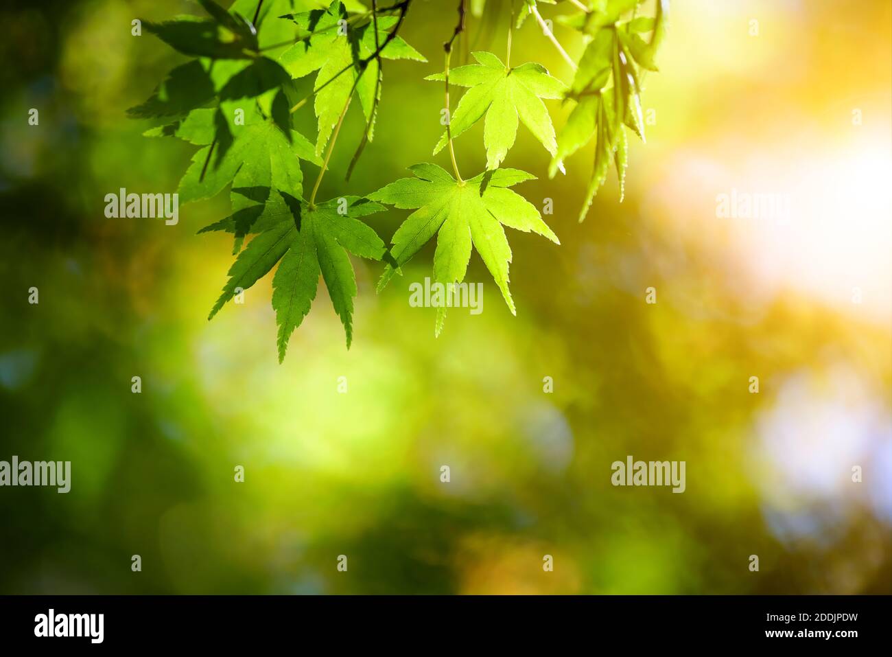 foglie verdi e gialle d'autunno con sfondo solare Foto Stock