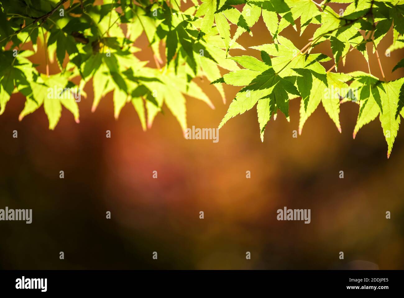 verde e giallo autunno foglie sfondo Foto Stock