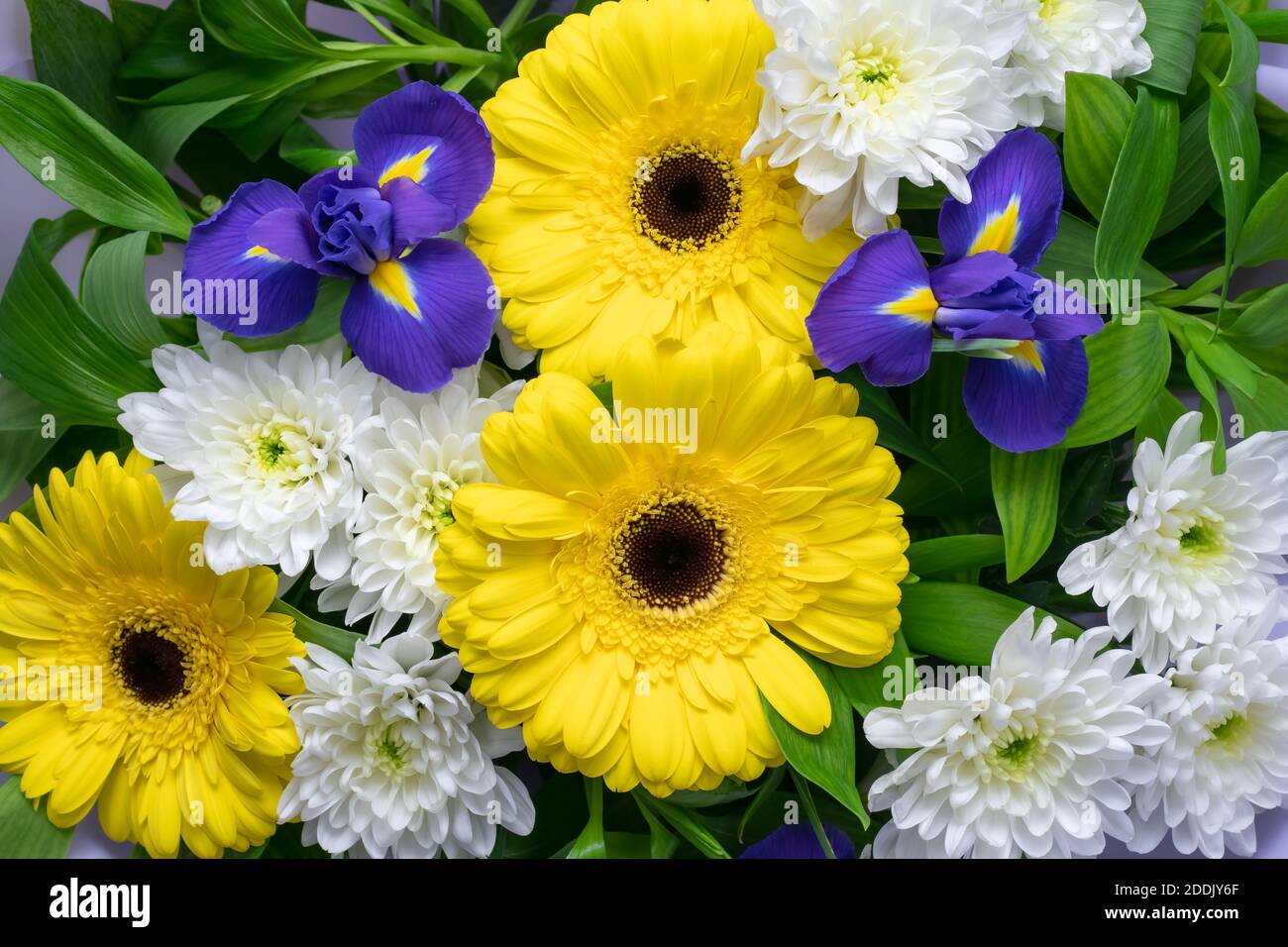 Un bouquet di fiori luminosi in un negozio di articoli da regalo. Motivi floreali, decorazione. Struttura ornamentale naturale. Carta da parati astratta, carta d'arte. Gerbera gialla, blu i Foto Stock
