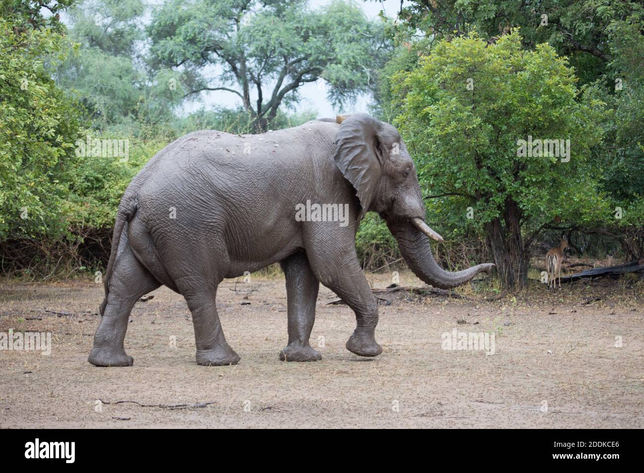 toro africano degli elefanti, Loxodonta africana, camminando sulla pianura alluvionale del fiume Zambesi, piscine di Mana, Zimbabwe Foto Stock