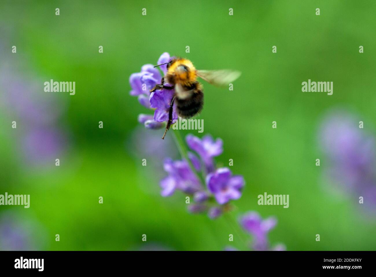 bumblebee atterra su fiore di lavanda su prato verde Foto Stock