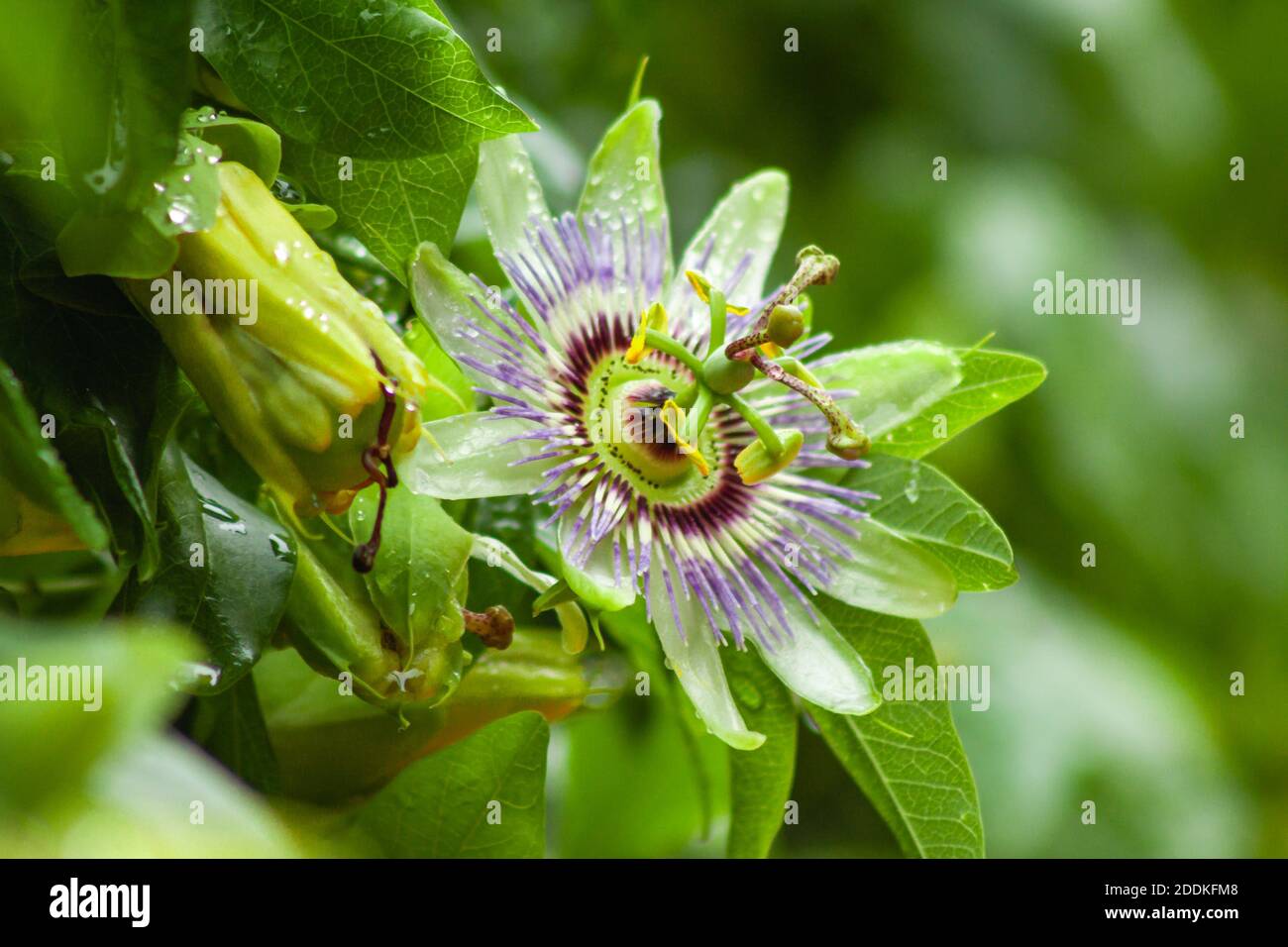 Il fiore di passionflower - Passiflora - il cui frutto è la mburucuya. Foto Stock
