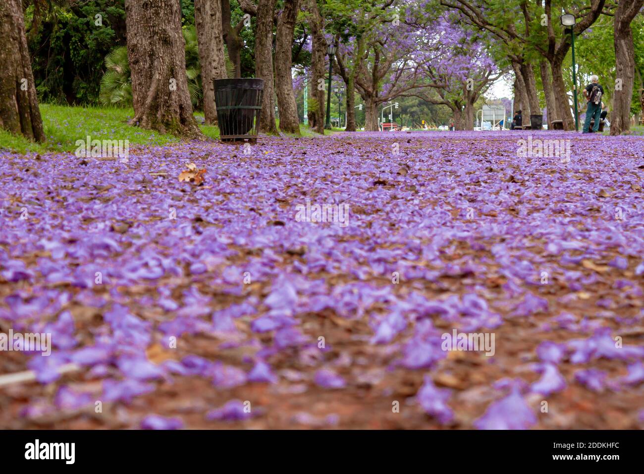 Strada coperta con fiori lilla dell'albero Jacaranda durante il mese di novembre a Buenos Aires. Foto Stock