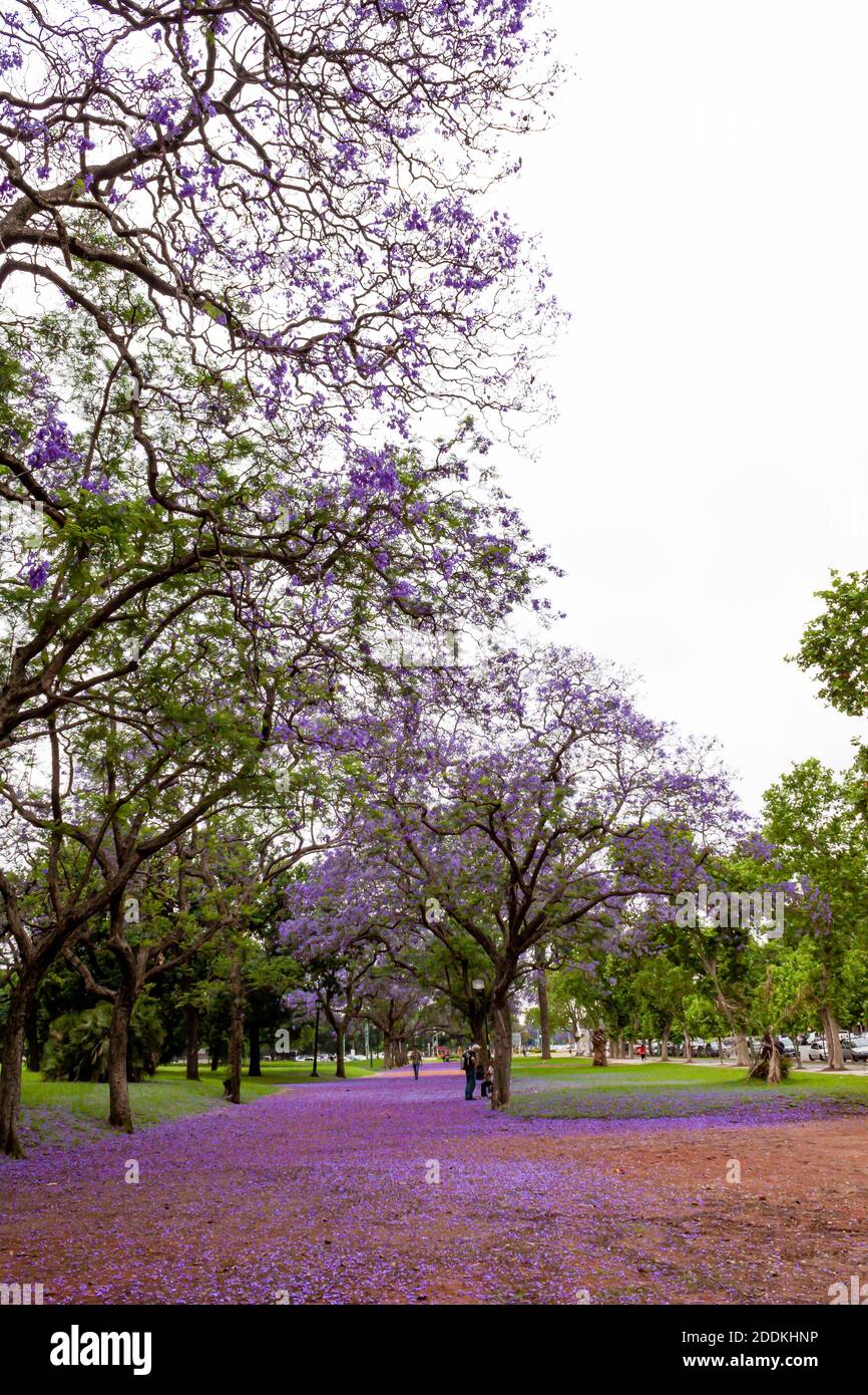 Strada coperta con fiori lilla dell'albero Jacaranda durante il mese di novembre a Buenos Aires. Foto Stock