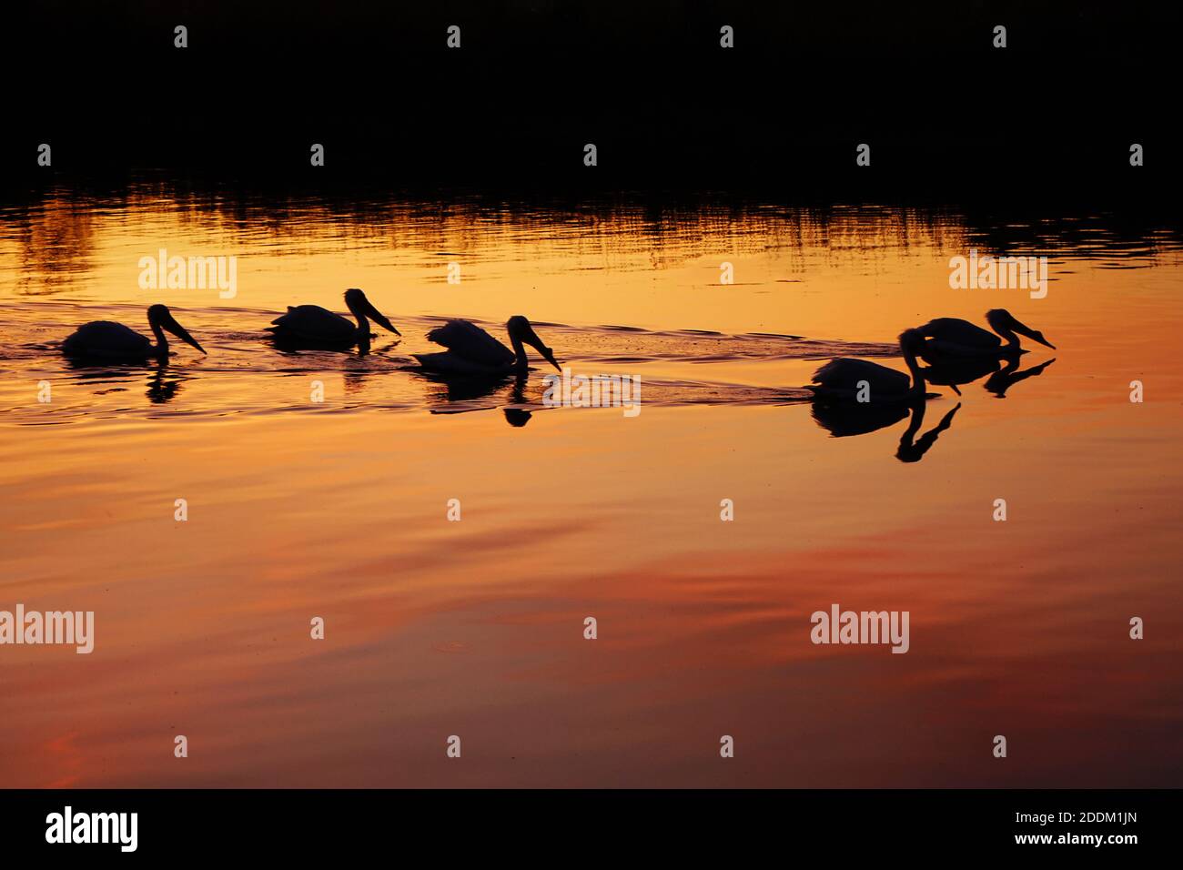 Cialde di pellicani silhouette dal sole che tramonta Foto Stock