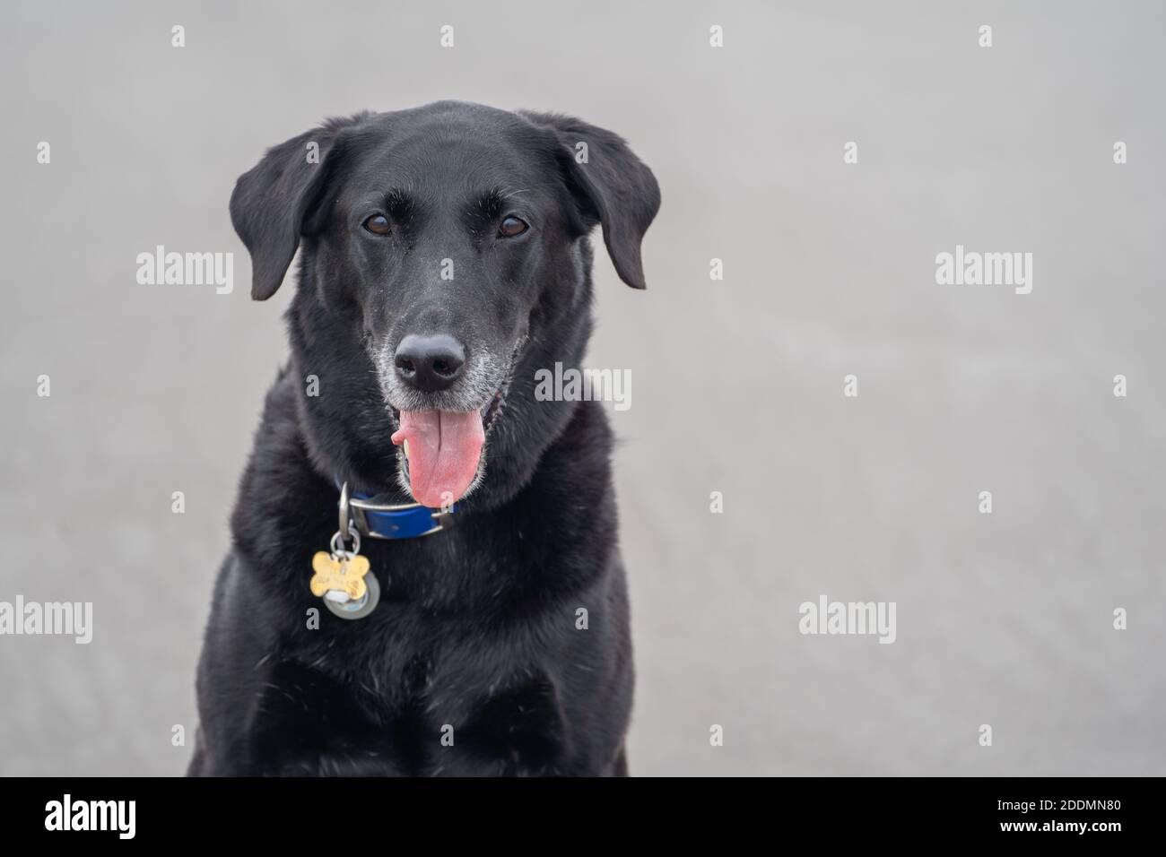 Primo piano di un felice nero labrador retreiver cane, con la lounge fuori Foto Stock