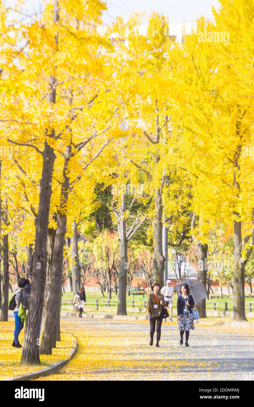Stagione autunnale a Osaka, Giappone Foto Stock