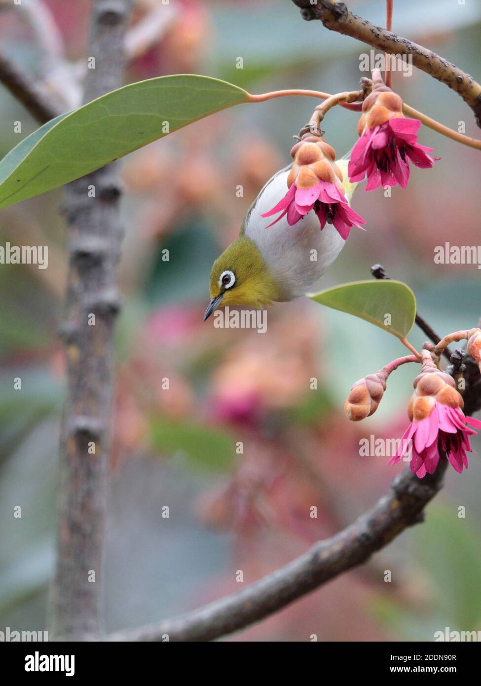 Swinhoe's White-Eye (Zosterops simplex), in Rhodoleia championii Tree, Tai po, New Territories, Hong Kong Feb 2020 Foto Stock