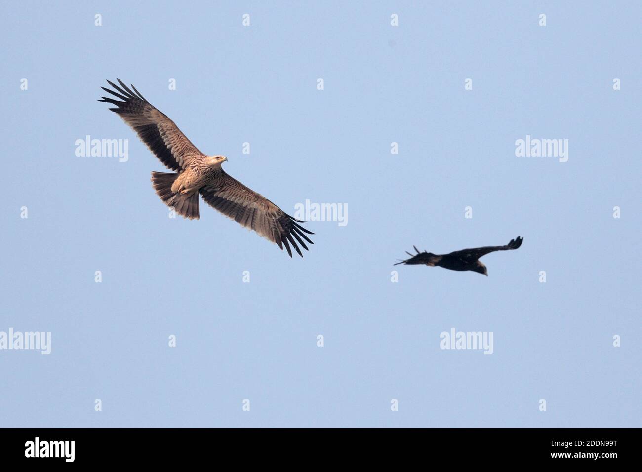 Aquile Imeriale Orientale (Aquila heliaca) in volo, Riserva Naturale Marshes mai po, nuovi territori, Hong Kong 11 gennaio 2020 Foto Stock