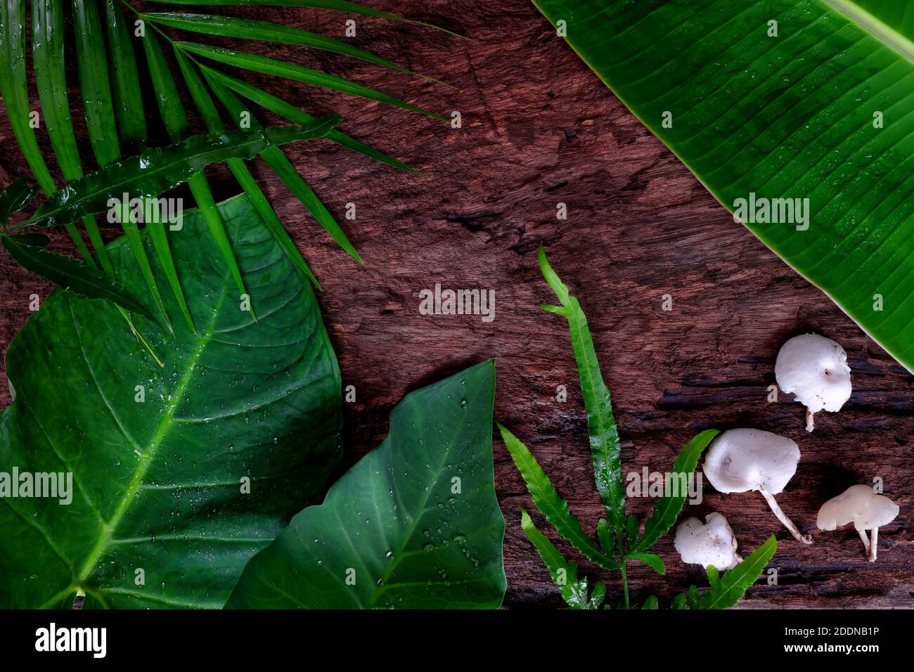 Verde naturale giungla tropicale piatto sfondo di banana, palma, colocasia, felce, foglie di fungo in legno scuro sfondo. Foto Stock