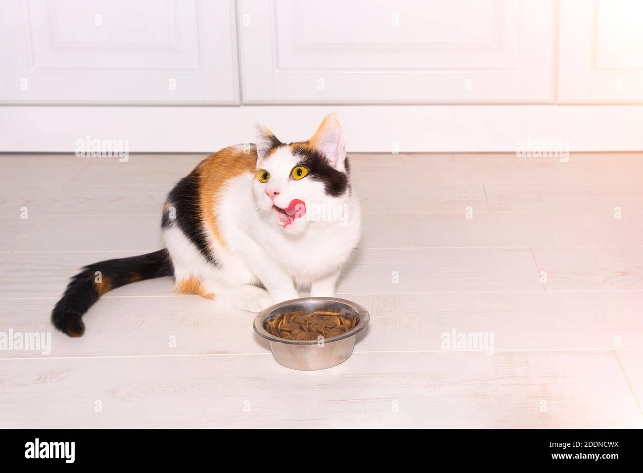 Carino gattino tricolore dai capelli corti mangiare cibo secco nella cucina leggera. Allevamento di animali domestici in casa. Il gatto lecca dopo aver mangiato. Banner su animali domestici vista frontale Foto Stock