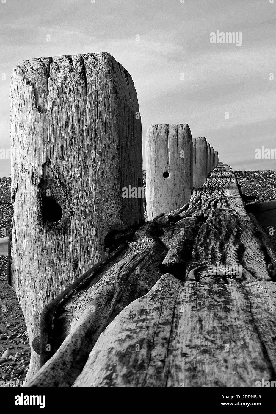 Vecchi groynes che difendono la spiaggia di ciottoli dall'erosione nella baia di Pevensey, Inghilterra. Una fotografia monocromatica che illustra il grano nel legno intemperato. Foto Stock